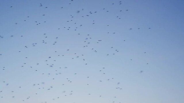 Flock of Mosquitoes at Sunset. Slow motion
