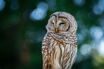 Barred Owl.Barred Owls may be best known for their unique vocalizations, especially the unmistakable nine-noted hoot that is often translated to sound like, “Who cooks for you? Who cooks for you all?”