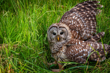 Barred Owl on the Ground After Catching a Rat. Barred Owls range over most of North America, and can be spotted hunting near cities, farms, dumps, and other developed areas. 