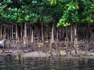 Flora and fauna found at mangrove area located at Tioman island, Malaysia