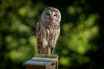 Barred Owl.Barred Owls may be best known for their unique vocalizations, especially the unmistakable nine-noted hoot that is often translated to sound like, “Who cooks for you? Who cooks for you all?”