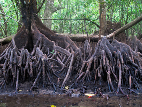 Flora and fauna found at mangrove area located at Tioman island, Malaysia