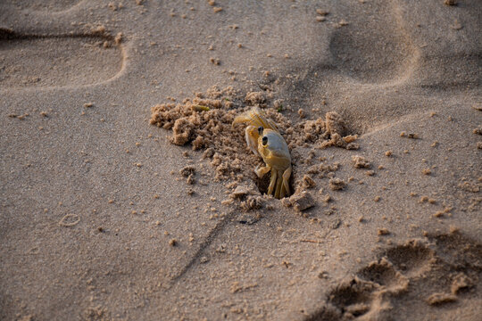 Small yellow crab in a well in the sand. Wild animal on the sea coast.