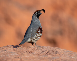 Male Gambel's Quail against a background of red rock.