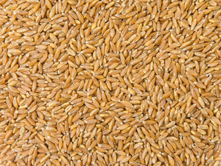 spelt grain. spelt. Macro spelt grain isolated on white background, top view. Полба. Глютен. gluten. Gluten-free