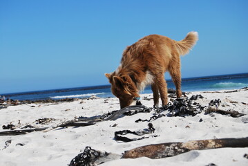 dog on the beach