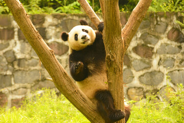 giant panda bear in tree