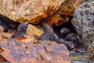 New Zealand fur seal pups at Kaikoura, New Zealand