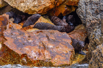 New Zealand fur seal pups at Kaikoura, New Zealand