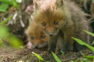 Naklejka premium 子狐の兄弟