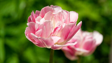 Obraz na płótnie Canvas pink tulip double sugar macro