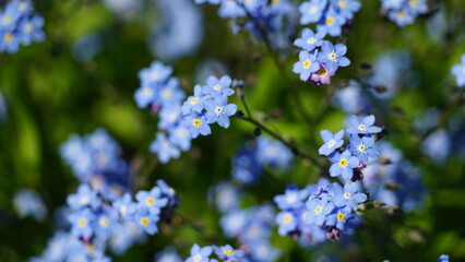 forget-me-not blue macro flowers summer