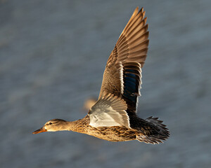 wild duck flying, seen in the wild in a North California marsh