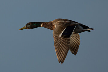 wild duck flying, seen in the wild in a North California marsh
