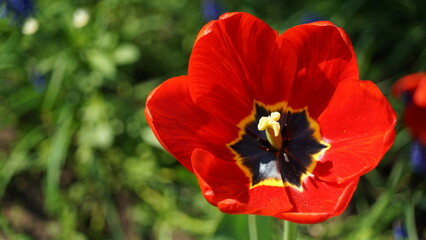 Fototapeta premium spring blooming tulips many colors of tulips