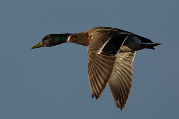 wild duck flying, seen in the wild in a North California marsh