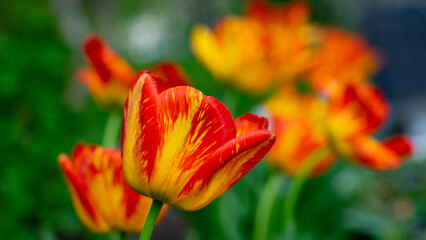 spring blooming tulips many colors of tulips