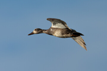 Obraz premium wild duck flying, seen in the wild in a North California marsh