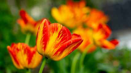 spring blooming tulips many colors of tulips