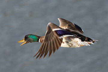 wild duck flying, seen in the wild in a North California marsh