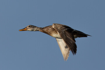 wild duck flying, seen in the wild in a North California marsh