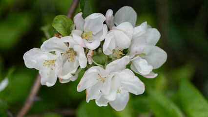 spring blooming of gardens on a Sunny day