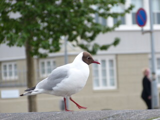 seagull on the street