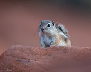 Harris's Antelope Squirrel perched on a red rock at Valley of Fire State Park.