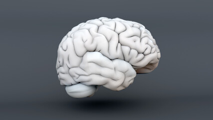 Humain brain anatomical Model, medical 3d illustration