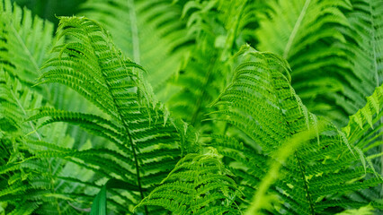 thickets of Ferns in the sun