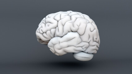 Humain brain anatomical Model, medical 3d illustration