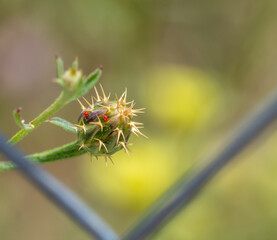Small red spider on a flower bud