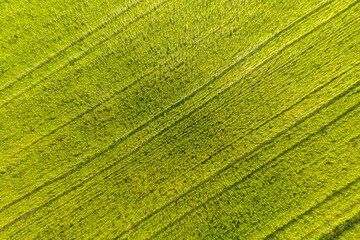 a green meadow in the wind from above