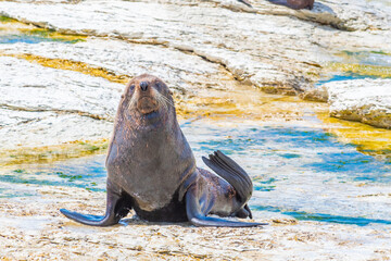 New Zealand fur seal at point Kean in Kaikoura, New Zealand