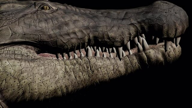 T&ecirc;te d'un crocodile en gros plan