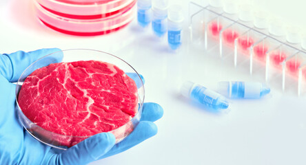 Clean cell-based meat. Hand in glove hold meat sample in plastic cell culture dish.  Panoramic...