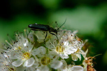 bug on a flower with green backgroud