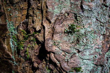 texture tree bark 3