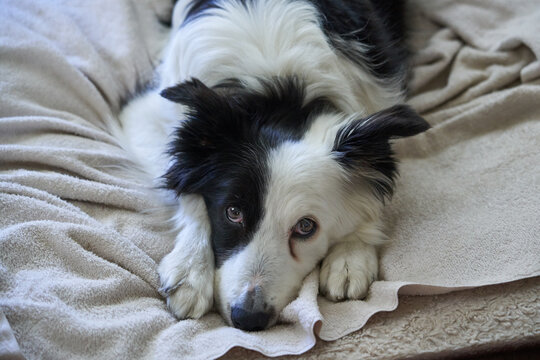 Border Collie sleeping.  Brown guilty eyes
