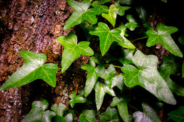 green ivy on tree in the oregon forest 2