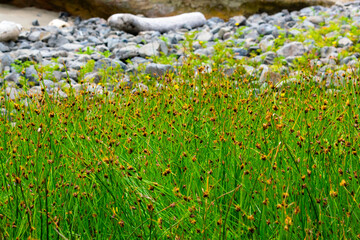 green grass and flowers and rocks on Oregon coast