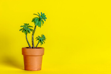 Succulent plant in a terracotta pot, isolated on yellow color background. Copy space for text.