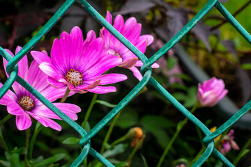 Electric Daisy 