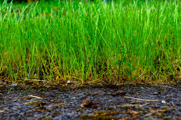 grass in the ground