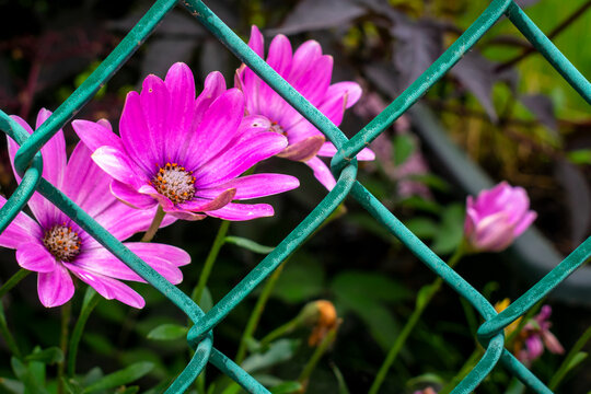Electric Daisy 
