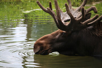 moose in the lake