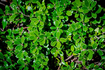 Fototapeta na wymiar background of green leaves