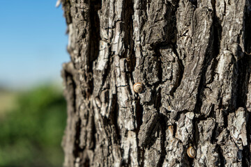 Caracol en el tronco de un árbol.
