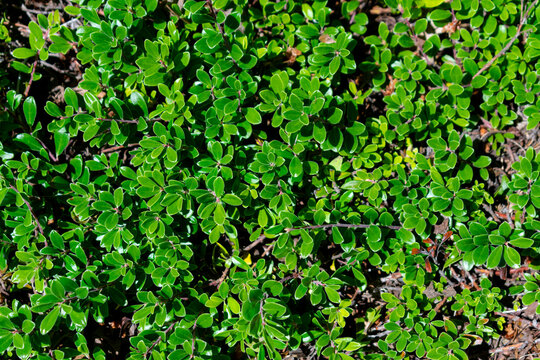 green leaves background