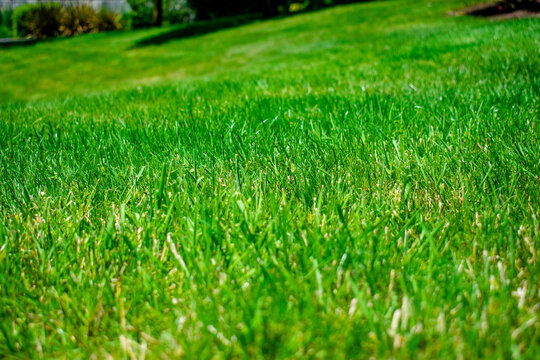 green grass field
